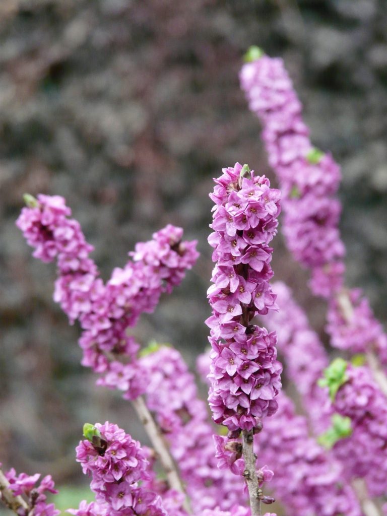 good plants for your late winter garden - daphne odora