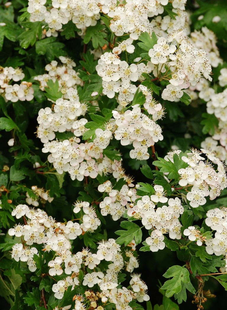 hawthorn is a birth flower for may