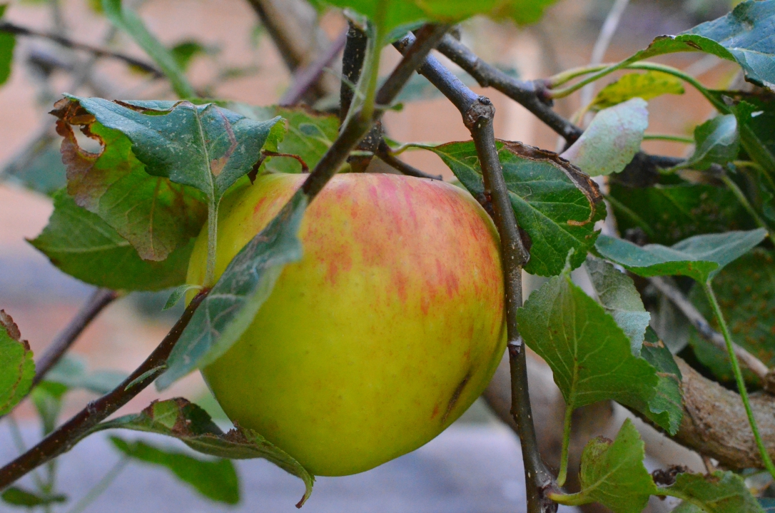 apple tree
