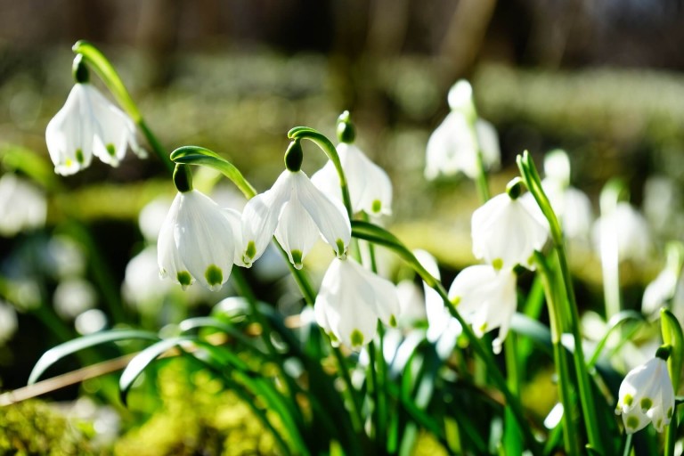 snowdrops january birth flower