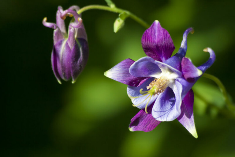 plants for a summer garden aquilegia
