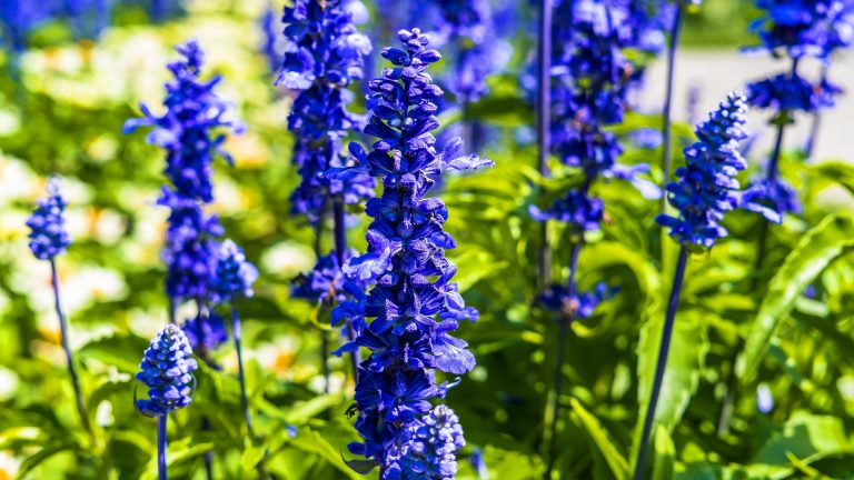 July birth flower: Larkspur & Water Lily