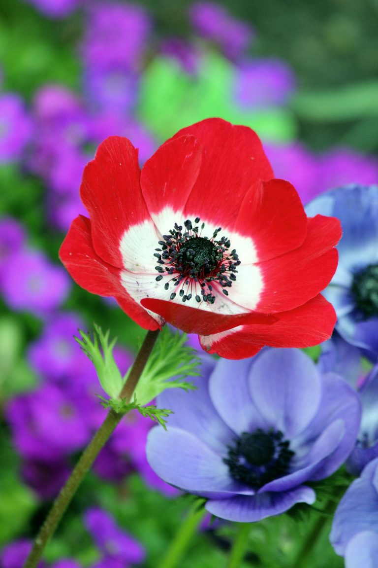 August birth flower: Gladiolus & Poppy