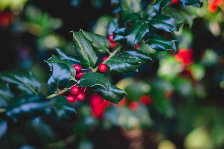 December birth flower: Narcissus & Holly