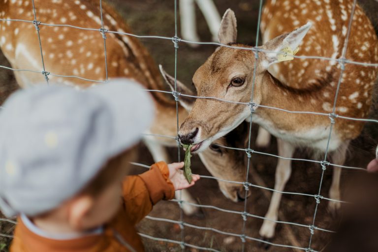 5 great ways to explore wildlife with kids
