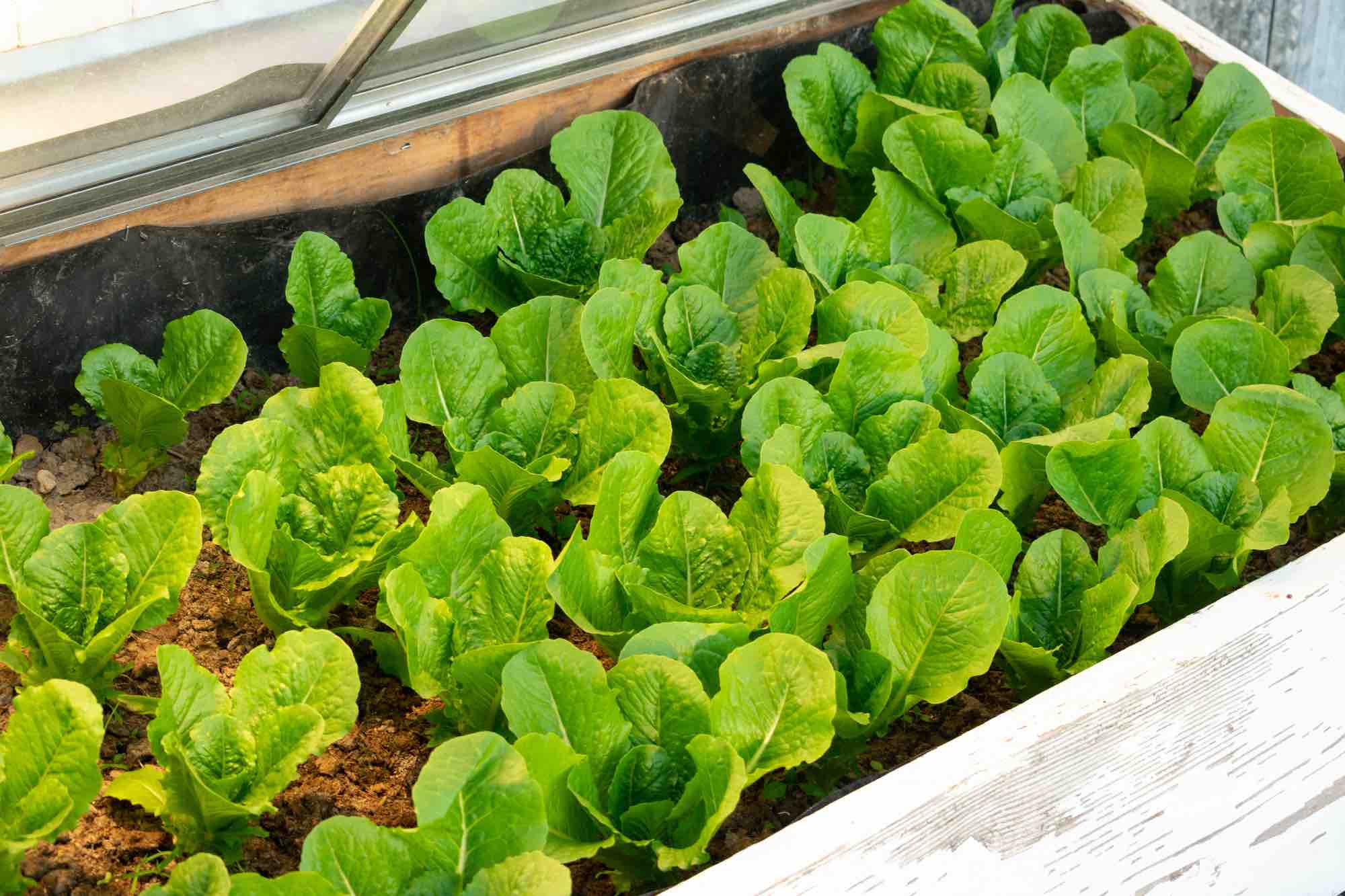 lettuce plants growing in a cold frame