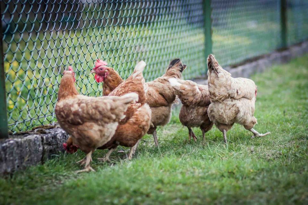 chickens in a coop